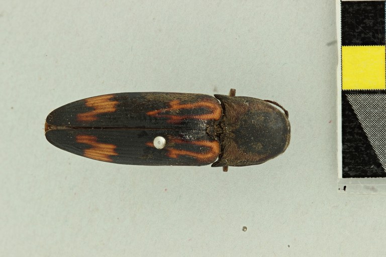 Saltamartinus decorus T D.jpg