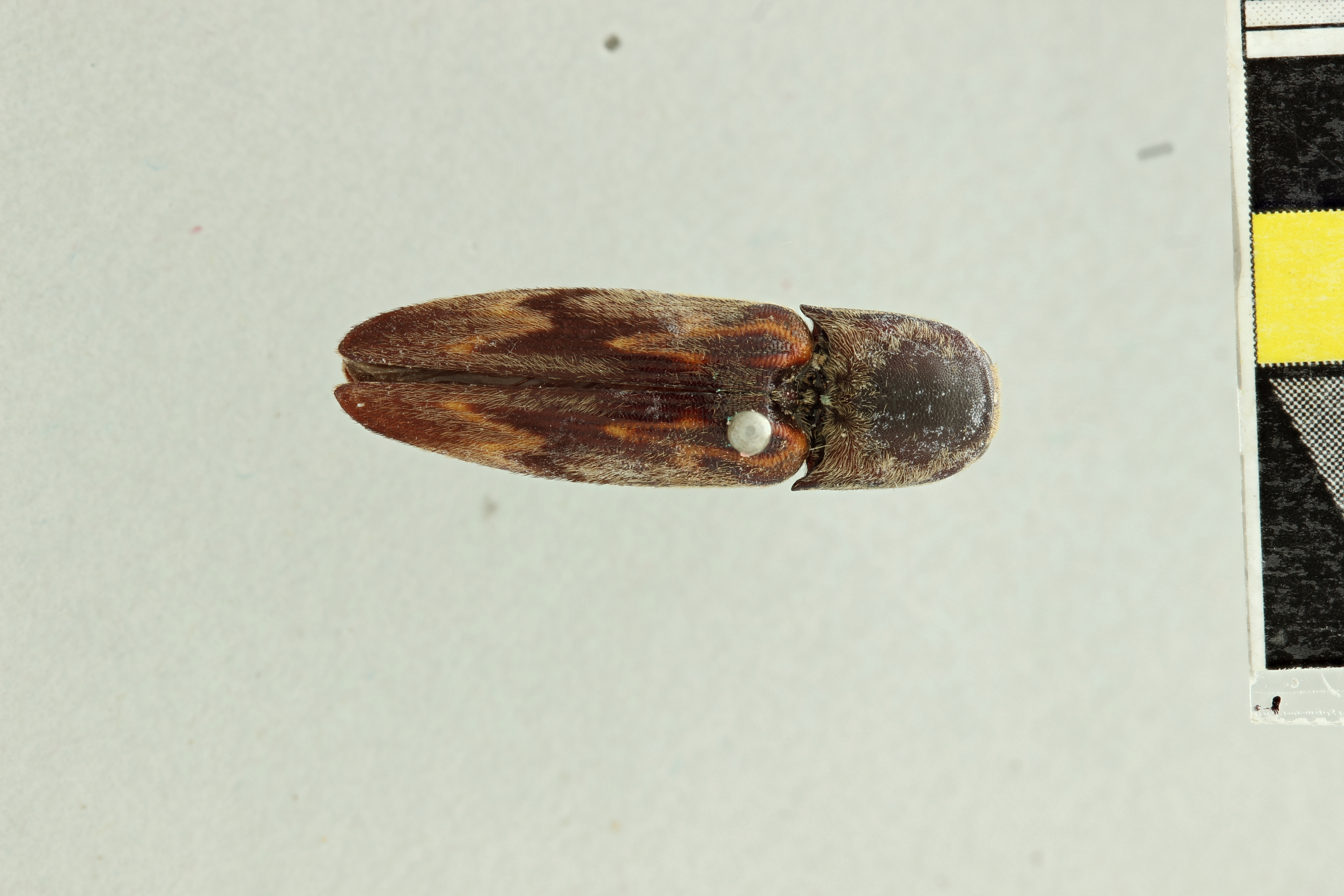 Saltamartinus scriptus T D.jpg