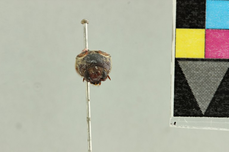 Saltamartinus scriptus T F.jpg