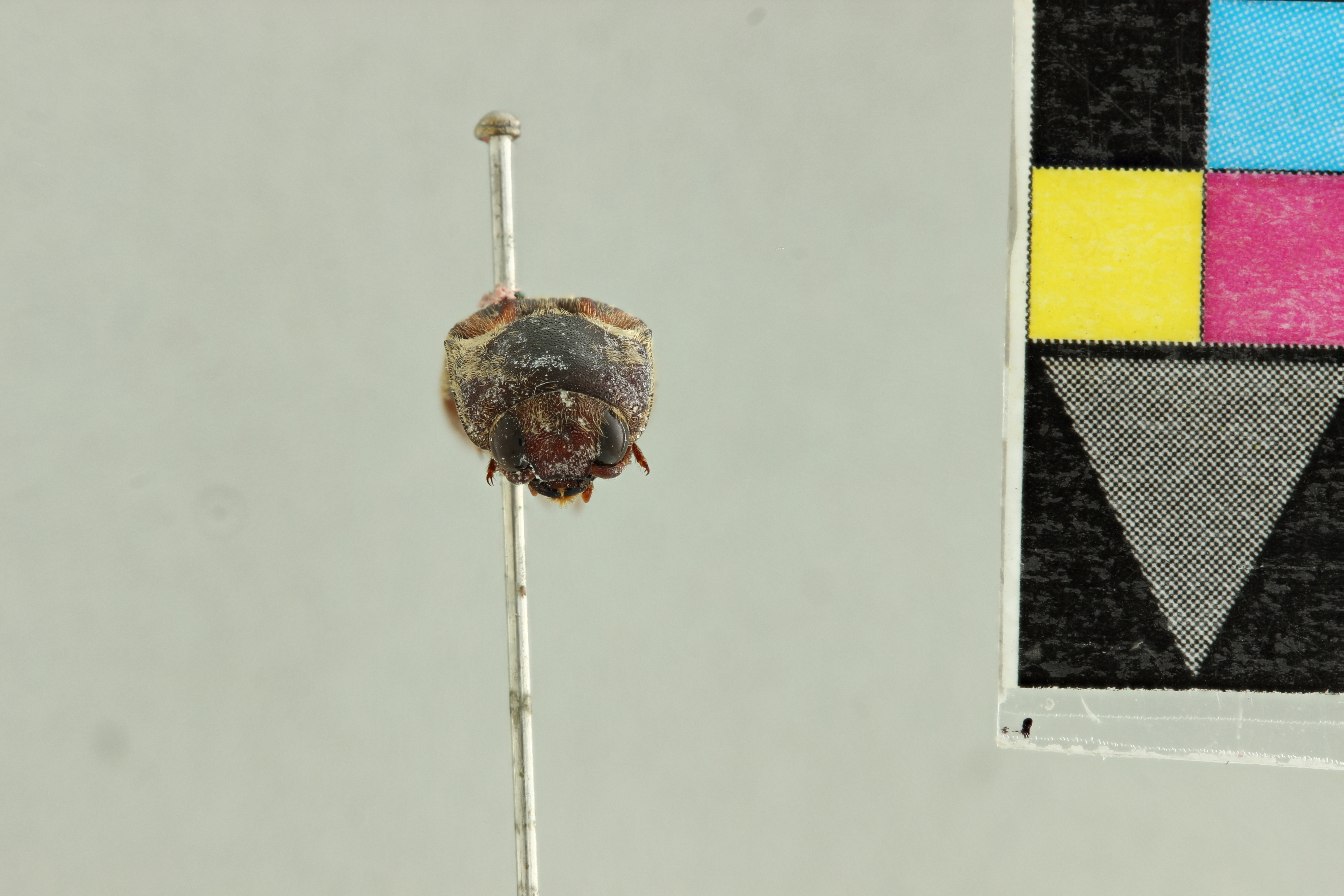 Saltamartinus scriptus T F.jpg