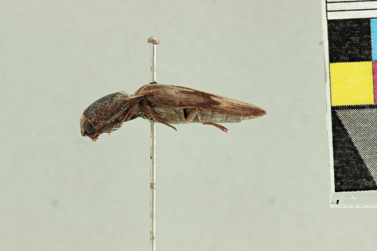 Saltamartinus scriptus T L.jpg