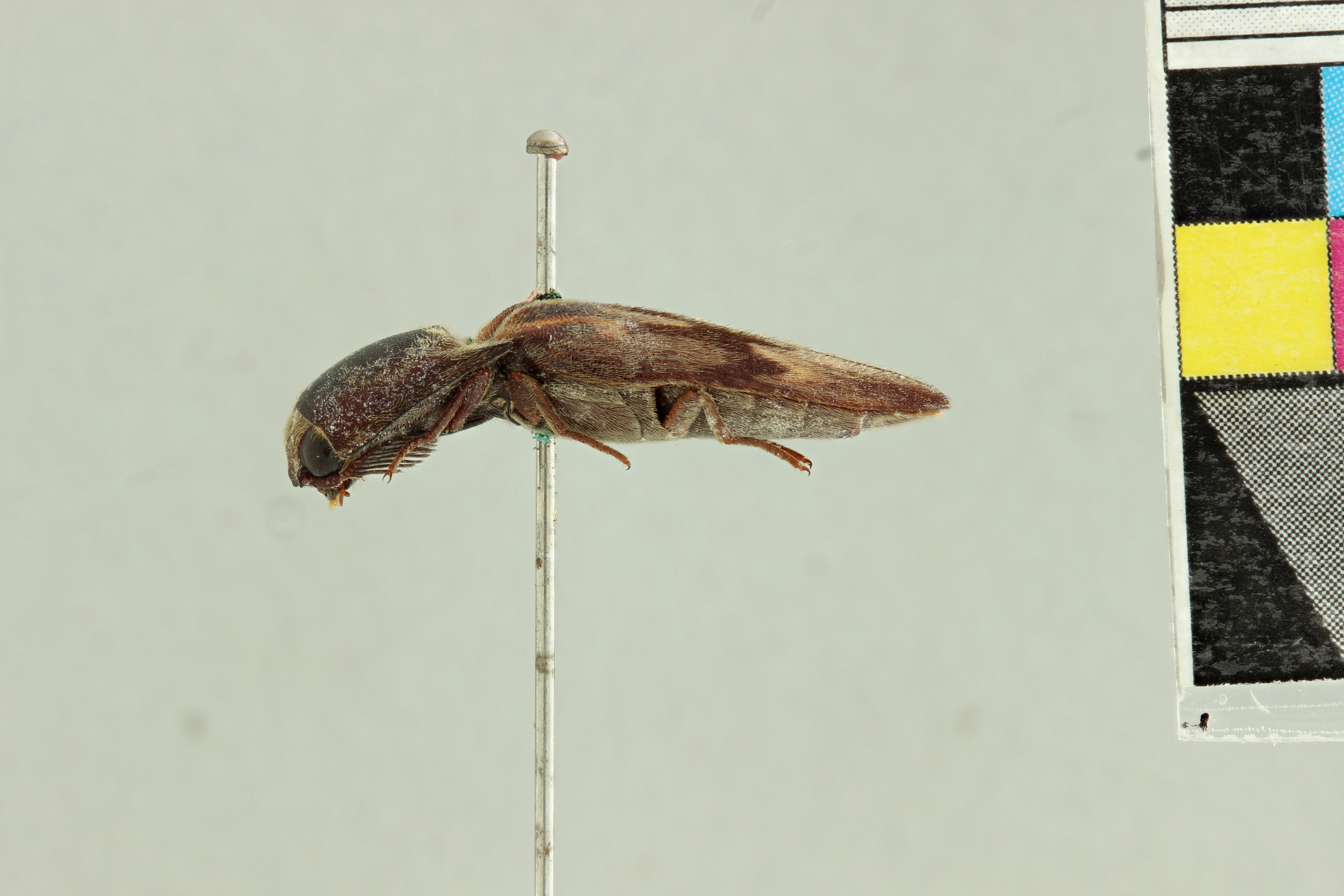 Saltamartinus scriptus T L.jpg