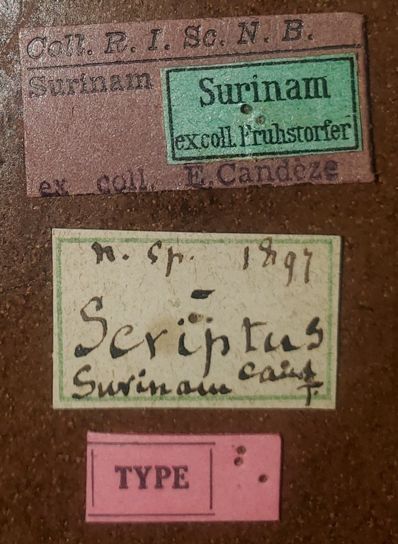 Saltamartinus scriptus T Labels.jpg