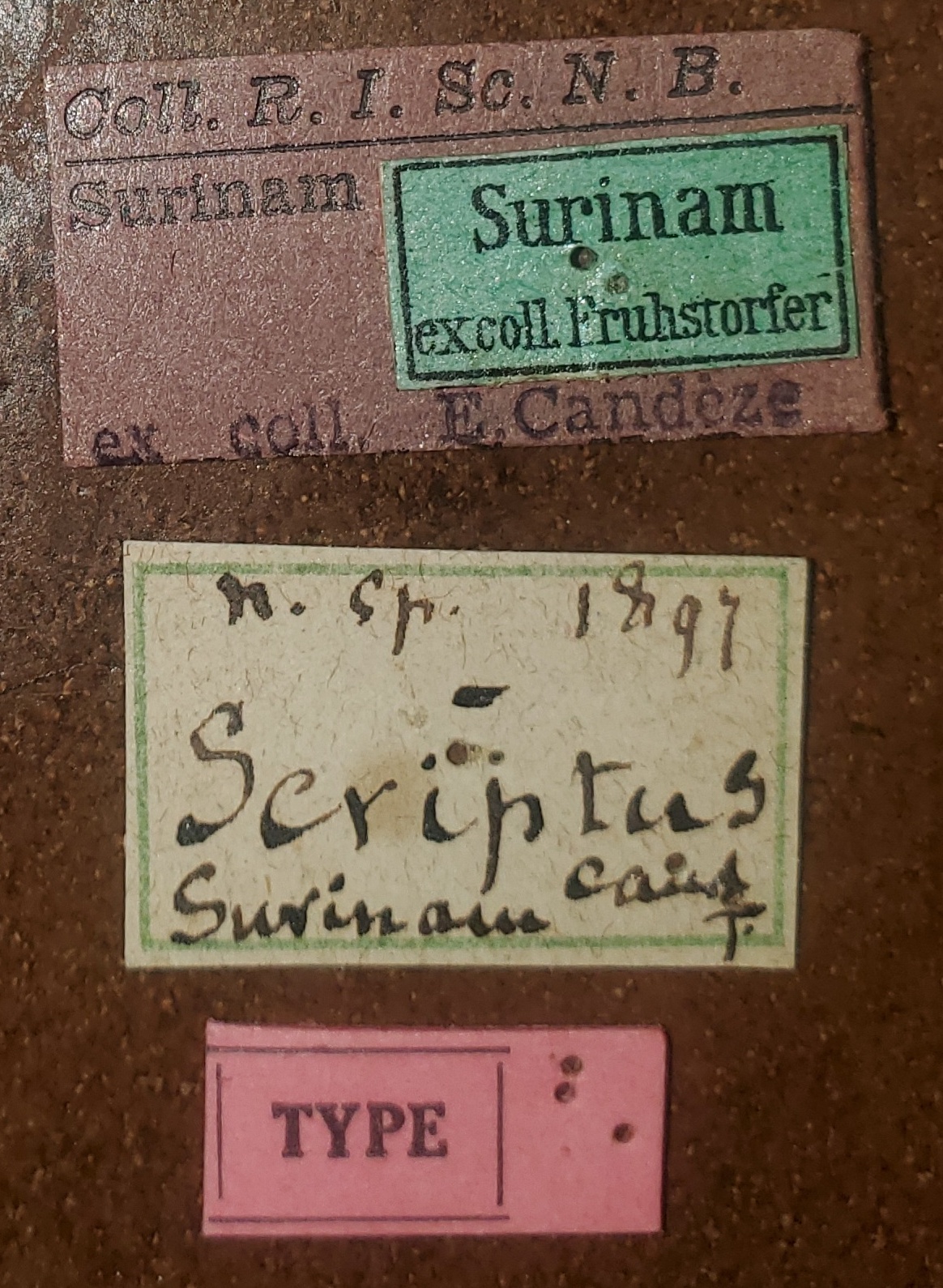Saltamartinus scriptus T Labels.jpg