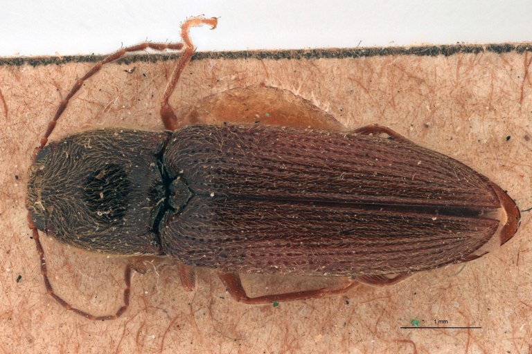 Aptopus birmanicus St D.jpg