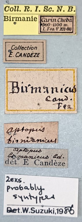 Aptopus birmanicus St Labels.jpg
