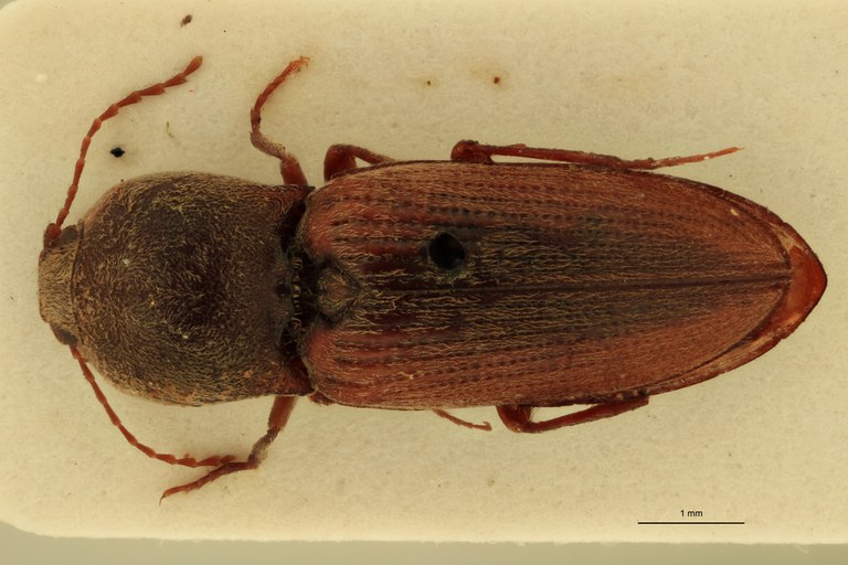 Cardiophorus abyssinus M T D.jpg Cardiophorus abyssinus M T D.jpg
