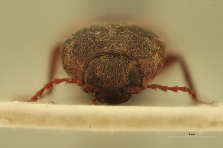 Cardiophorus abyssinus M T F.jpg Cardiophorus abyssinus M T F.jpg