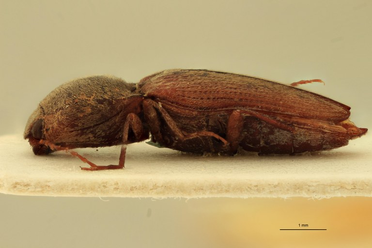 Cardiophorus abyssinus M T L.jpg Cardiophorus abyssinus M T L.jpg