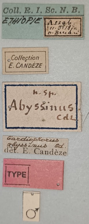 Cardiophorus abyssinus M T Labels.jpg Cardiophorus abyssinus M T Labels.jpg
