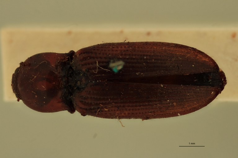 Cardiophorus accuratus T D.jpg