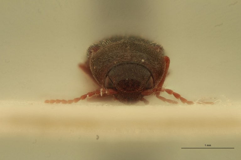 Cardiophorus aeneipennis T F.jpg