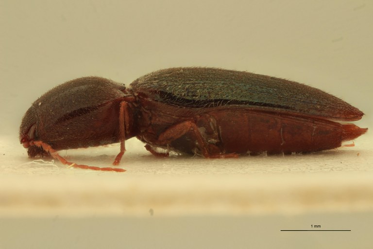 Cardiophorus aeneipennis T L.jpg