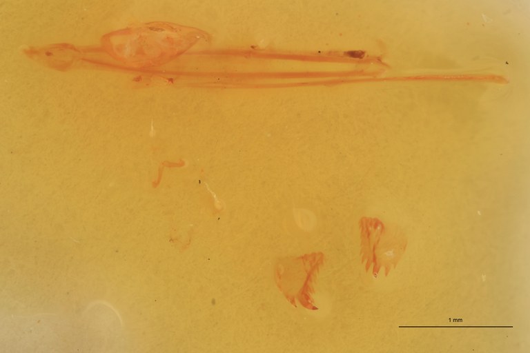 Cardiophorus aethiopicus T Microscopic Preparation.jpg