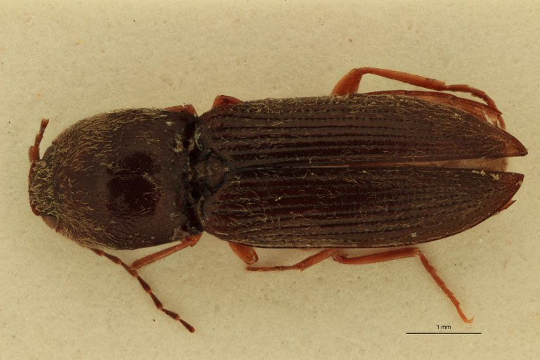Cardiophorus amari T D.jpg Cardiophorus amari T D.jpg