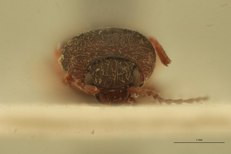 Cardiophorus amari T F.jpg Cardiophorus amari T F.jpg