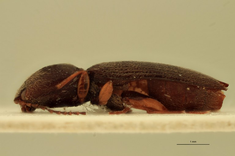 Cardiophorus amari T L.jpg Cardiophorus amari T L.jpg