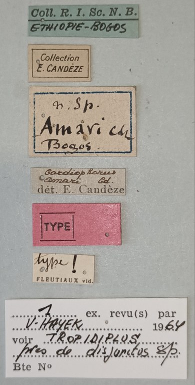 Cardiophorus amari T Labels.jpg Cardiophorus amari T Labels.jpg