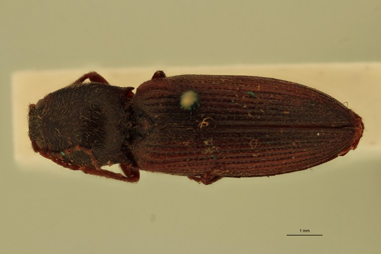 Cardiophorus anceps T D.jpg Cardiophorus anceps T D.jpg