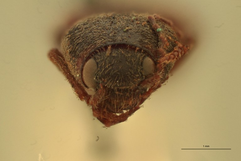 Cardiophorus anceps T F.jpg Cardiophorus anceps T F.jpg