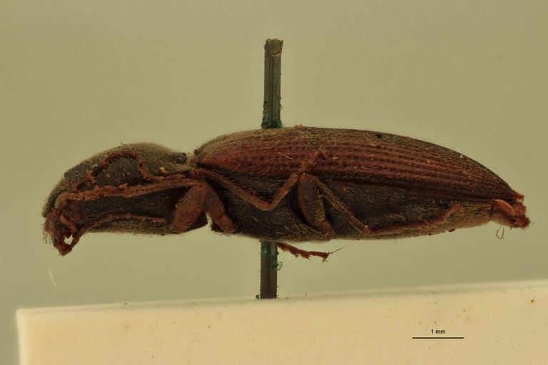 Cardiophorus anceps T L.jpg Cardiophorus anceps T L.jpg