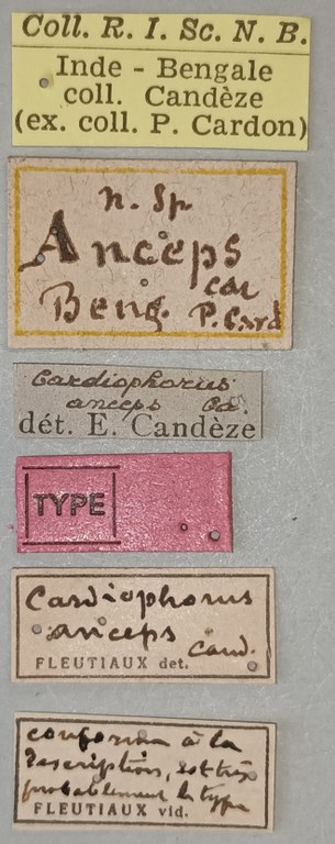 Cardiophorus anceps T Labels.jpg Cardiophorus anceps T Labels.jpg