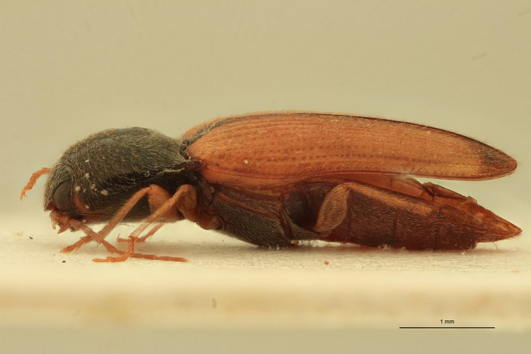 Cardiophorus apicalis T L.jpg