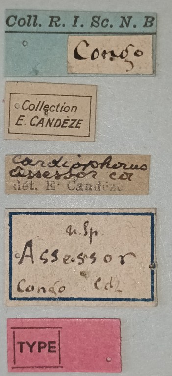 Cardiophorus assessor T Labels.jpg