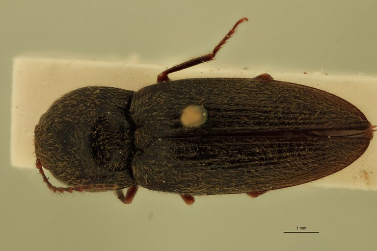 Cardiophorus astutus St D.jpg