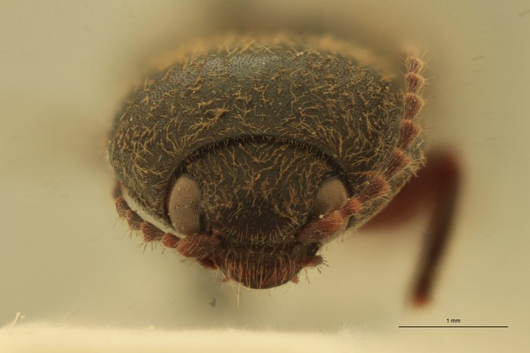 Cardiophorus astutus St F.jpg