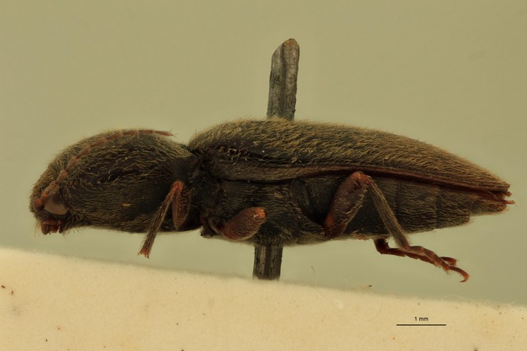 Cardiophorus astutus St L.jpg