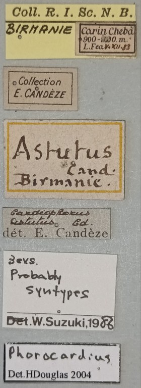 Cardiophorus astutus St Labels.jpg