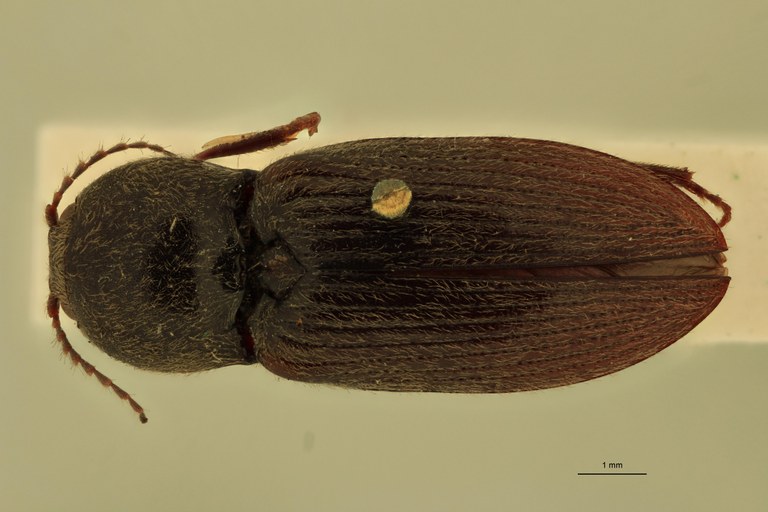 Cardiophorus astutus var. brevipilis St D.jpg Cardiophorus astutus var. brevipilis St D.jpg