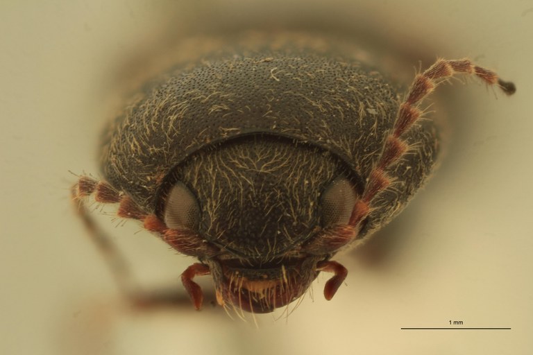 Cardiophorus astutus var. brevipilis St F.jpg Cardiophorus astutus var. brevipilis St F.jpg