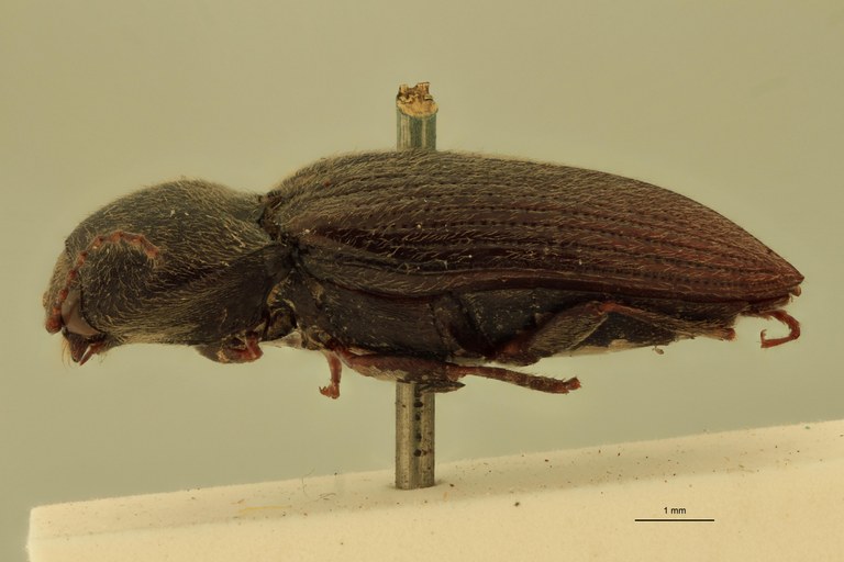 Cardiophorus astutus var. brevipilis St L.jpg Cardiophorus astutus var. brevipilis St L.jpg