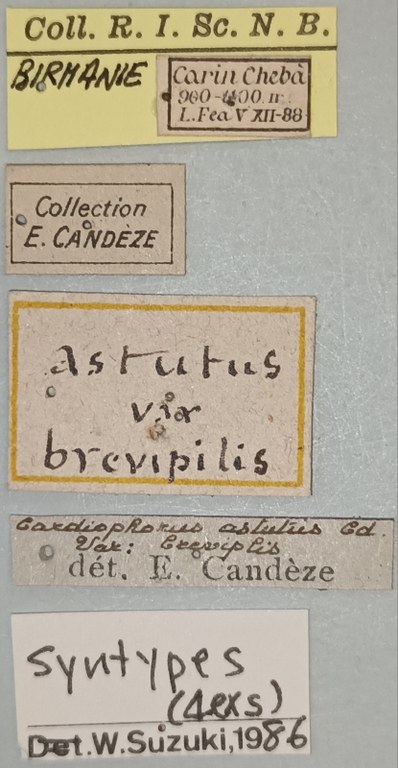 Cardiophorus astutus var. brevipilis St Labels.jpg Cardiophorus astutus var. brevipilis St Labels.jpg