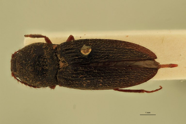 Cardiophorus astutus var. castaneipennis St D.jpg