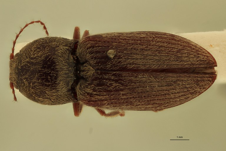 Cardiophorus astutus var. crassior St D.jpg