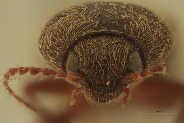 Cardiophorus astutus var. crassior St F.jpg