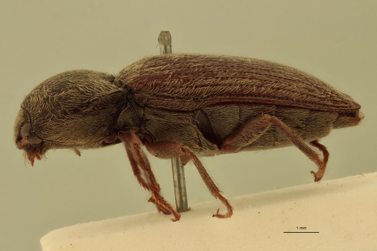 Cardiophorus astutus var. crassior St L.jpg