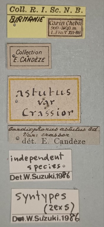 Cardiophorus astutus var. crassior St Labels.jpg