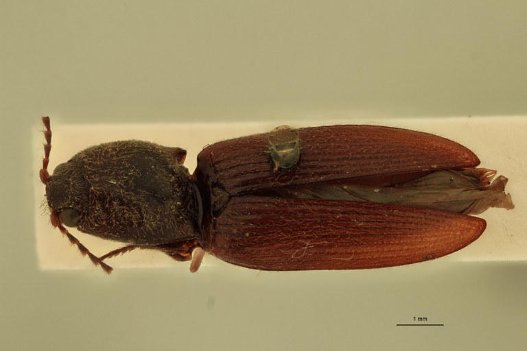 Cardiophorus astutus var. indutior St D.jpg