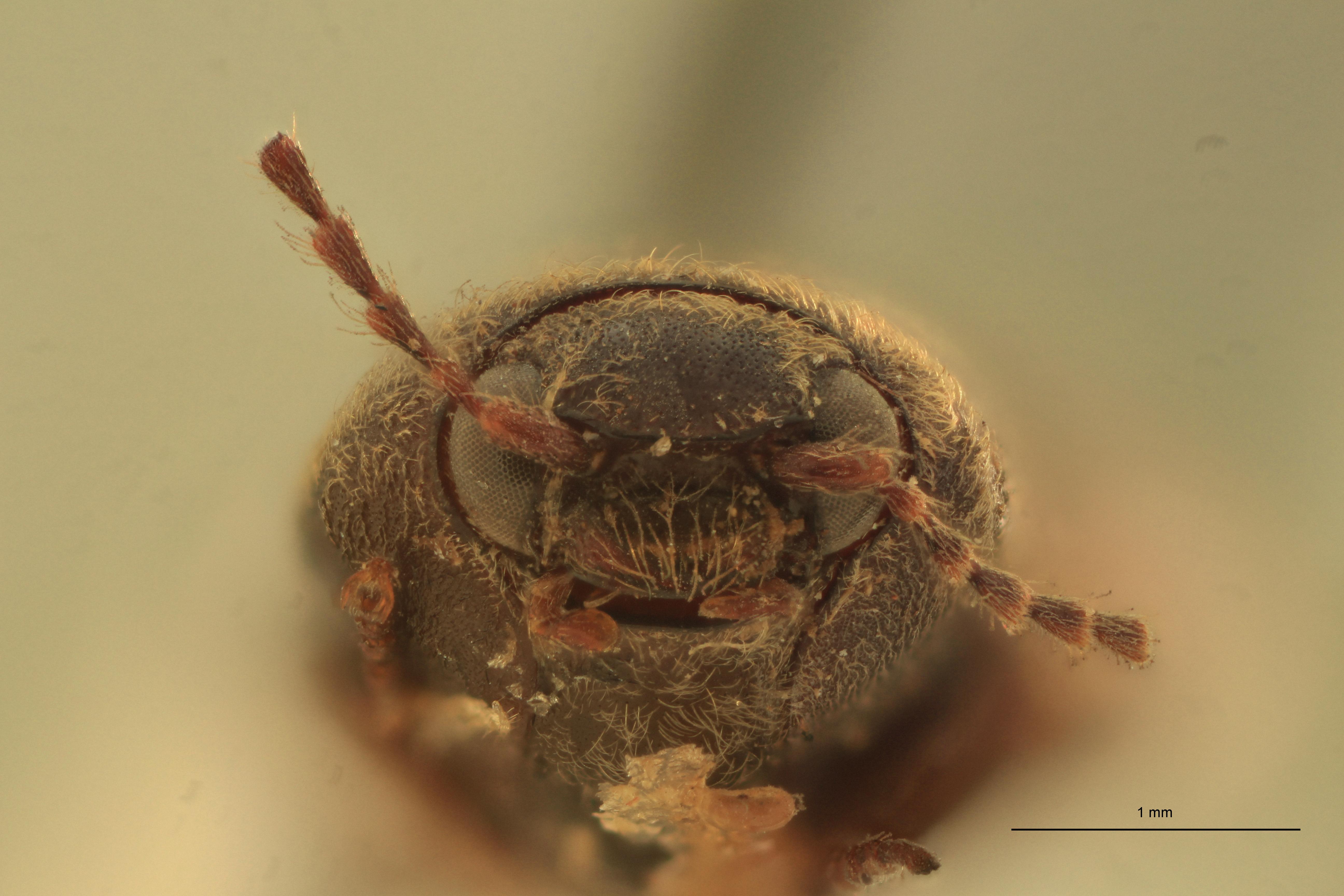 Cardiophorus astutus var. indutior St F.jpg