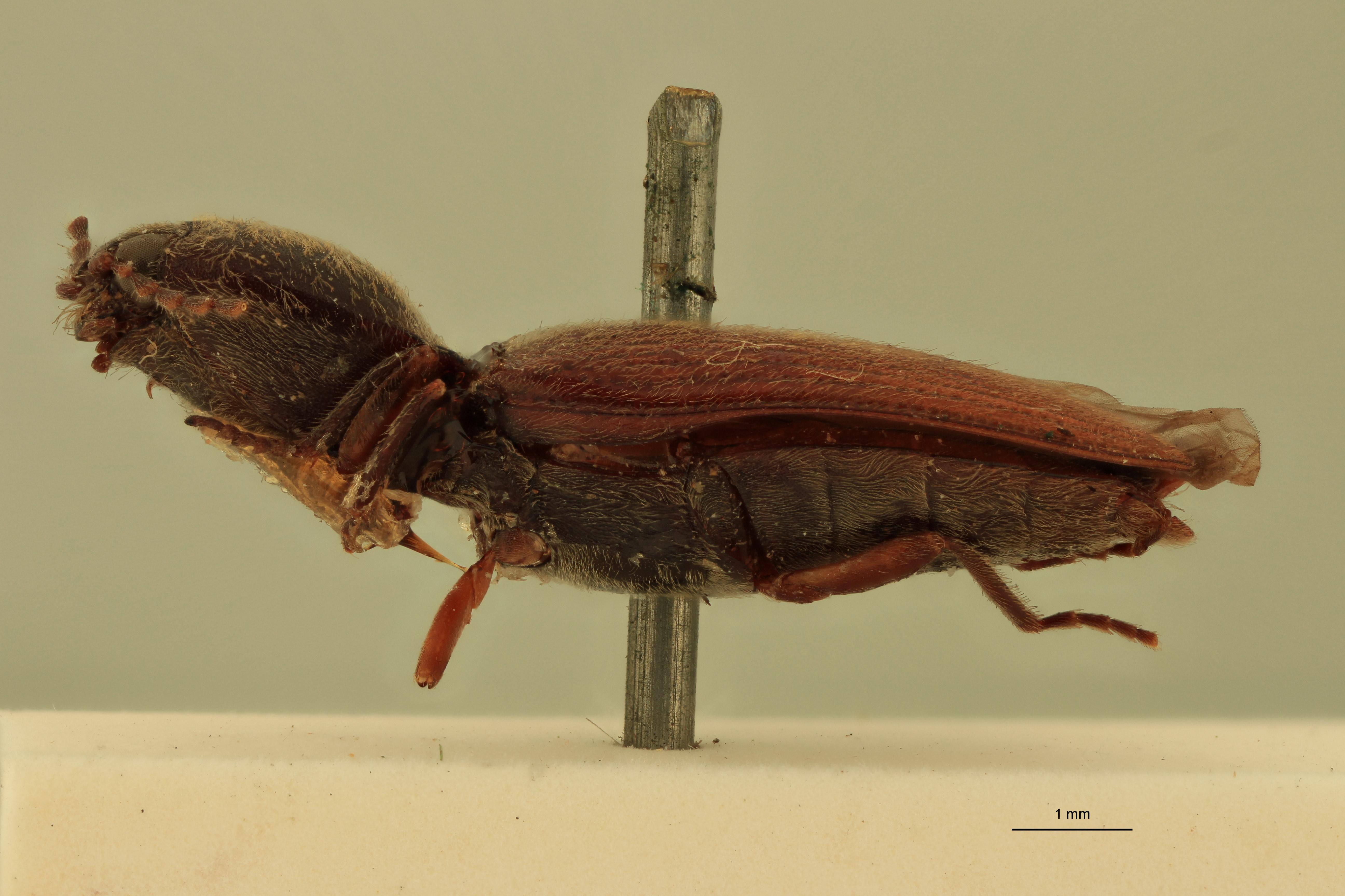 Cardiophorus astutus var. indutior St L.jpg