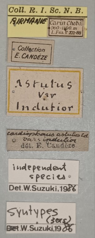 Cardiophorus astutus var. indutior St Labels.jpg
