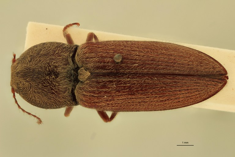 Cardiophorus astutus var. major St D.jpg
