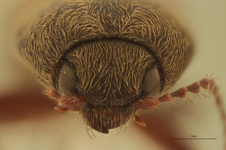 Cardiophorus astutus var. major St F.jpg