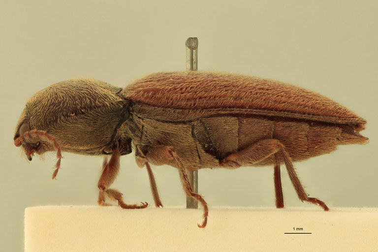 Cardiophorus astutus var. major St L.jpg