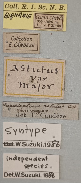 Cardiophorus astutus var. major St Labels.jpg