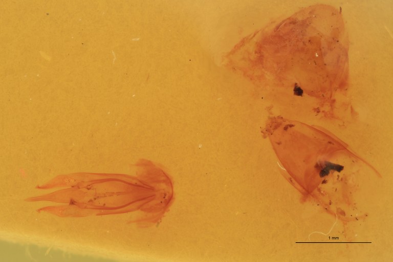 Cardiophorus bakoba M T Aedeagus.jpg Cardiophorus bakoba M T Aedeagus.jpg